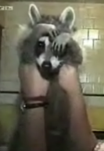 Animals Gone Wild